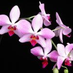 Orchidėjos rūšys