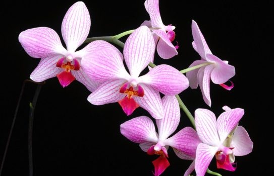 Orchidėjų rūšys