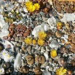 Gyvieji akmenys – litopai (lithops) Gyvieji akmenys – litopai (lithops)