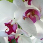 Orchidėjos Orchidėjų priežiūra