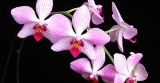 Orchidėjų rūšys