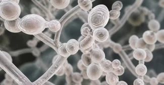 Pienligės iliustracija, rodanti Candida grybelį