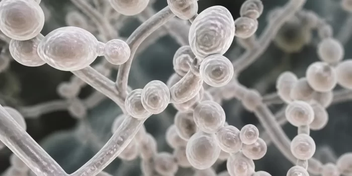 Pienligės iliustracija, rodanti Candida grybelį