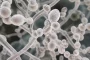 Pienligės iliustracija, rodanti Candida grybelį