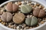 Gyvieji akmenys litopai lithops vazonėlyje