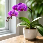 Orchidėjos Orchidėjos priežiūros vadovas