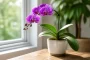 Orchidėjos priežiūros vadovas