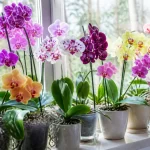 Orchidėjų rūšys ant palangės natūralioje šviesoje