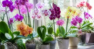 Orchidėjų rūšys ant palangės natūralioje šviesoje