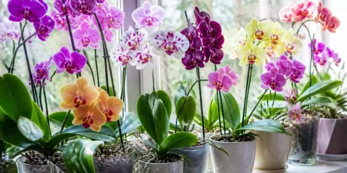 Orchidėjų rūšys ant palangės natūralioje šviesoje