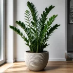 Zamiokulkas (zamioculcas) - pinigų medis Zamiokulkas zamioculcas pinigu medis