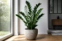 Zamiokulkas zamioculcas pinigu medis